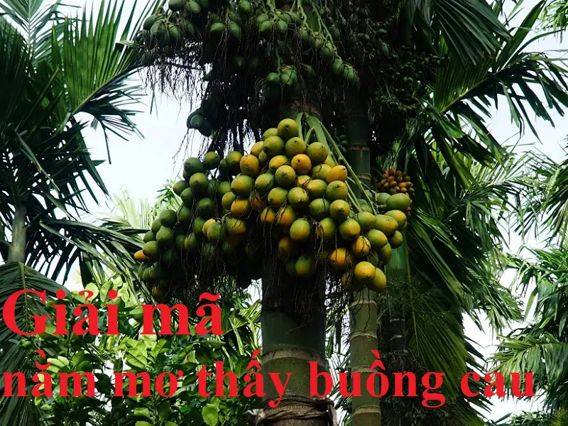 Khám phá giấc mơ thấy buồng cau cùng FCB8