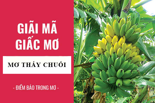Tìm hiểu về giấc mơ thấy buồng chuối cùng FCB8