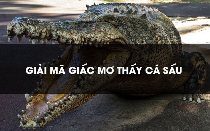 FCB8 giải mã chiêm bao cá sấu