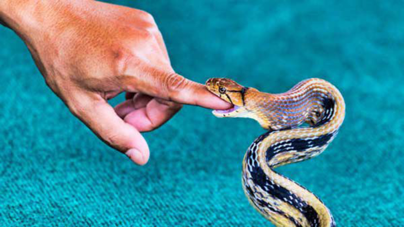 Ý nghĩa giấc mơ rắn cắn