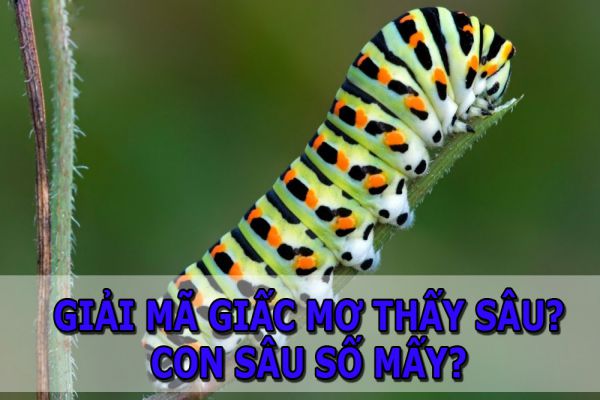 Số đề liên quan đến chiêm bao thấy sâu bọ