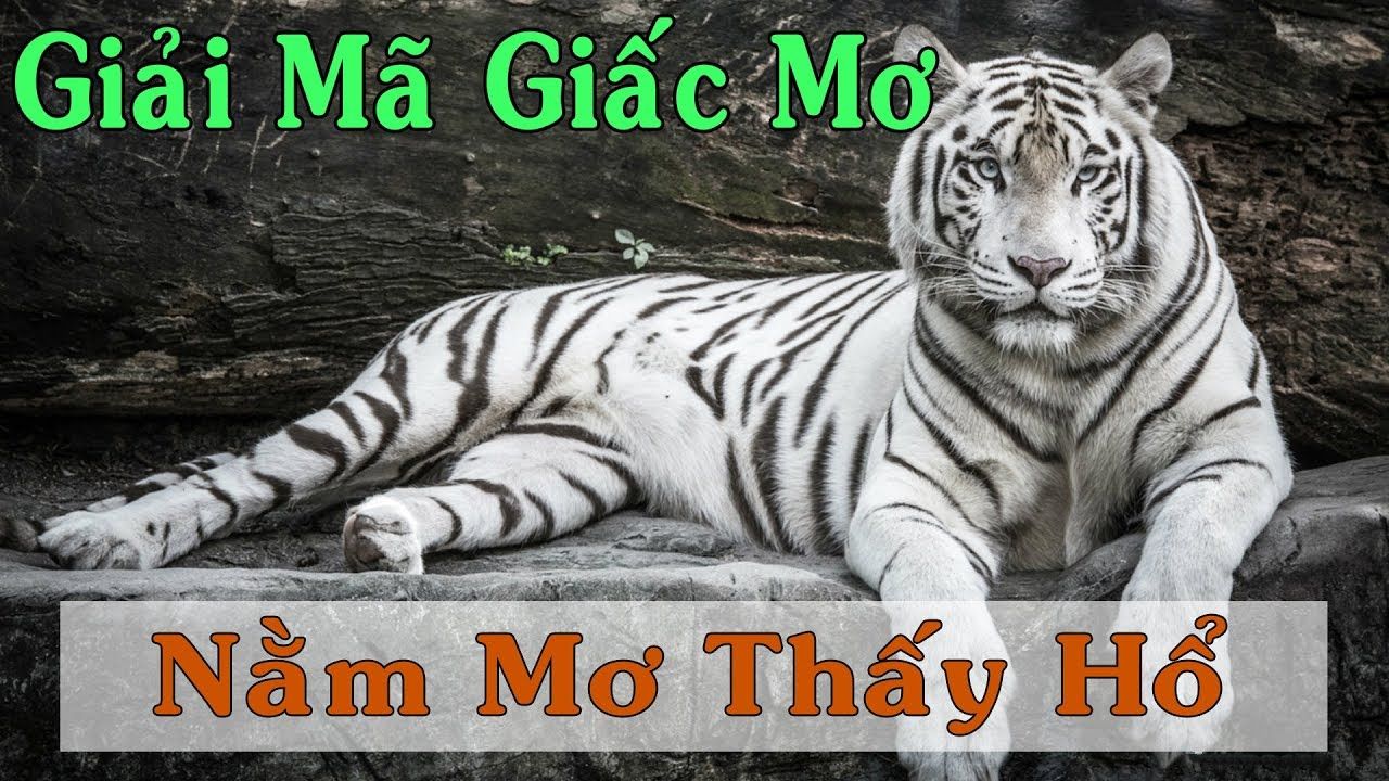 Chiêm Bao Thấy Hổ Được FCB8 Giải Mã Như Thế Nào?