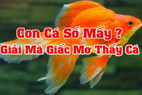 Giải Mã Giấc Mơ Thấy Cá - Đánh Con Gì Tại FCB8?