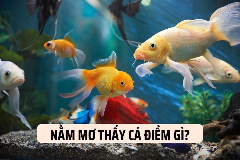 Cùng FCB8 giải mã giấc mơ thấy cá
