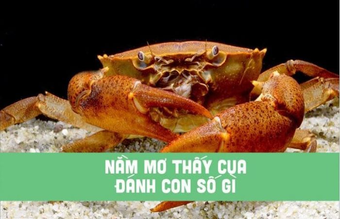 Mơ thấy cua là điềm báo gì? FCB8 có câu trả lời