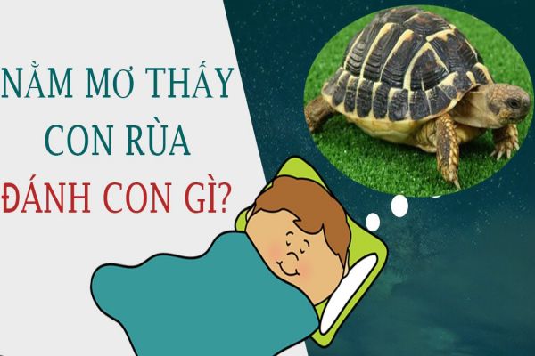 FCB8 Hướng Dẫn Bạn Đánh Đề Qua Giấc Mơ Thấy Rùa
