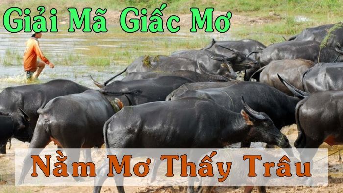 Cùng nhà cái FCB8 giải mã giấc mơ thấy trâu