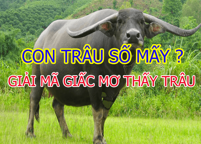 Mơ Thấy Trâu - Đánh Con Gì Chuẩn Nhất Tại Lô Đề FCB8?