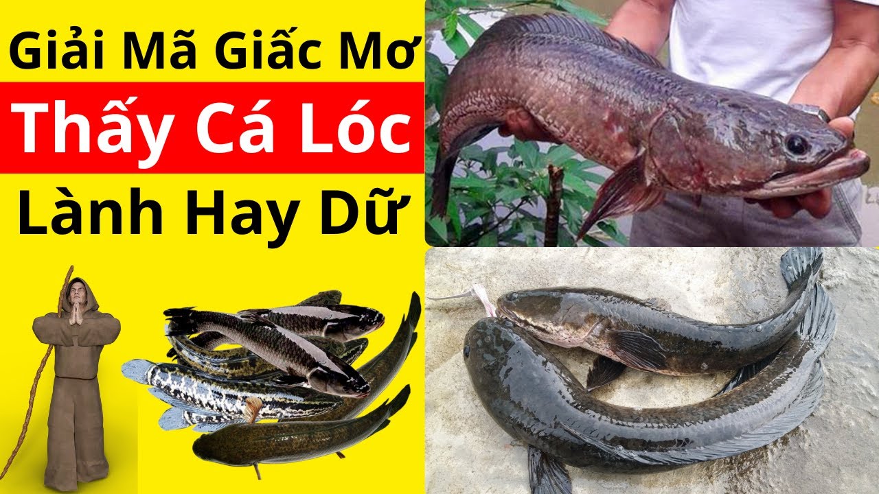 Mơ thấy cá lóc có phải là điềm dữ?