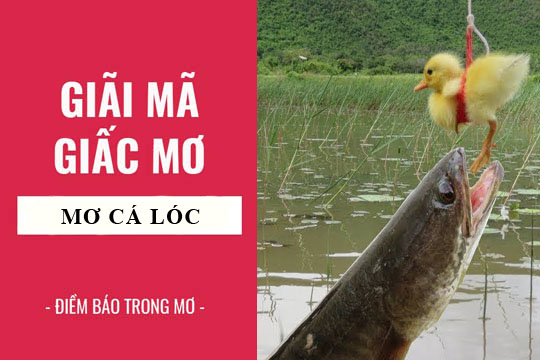 Mơ Thấy Cá Lóc - Khám Phá Điềm Báo Và Cách Chọn Số Đề Tại FCB88