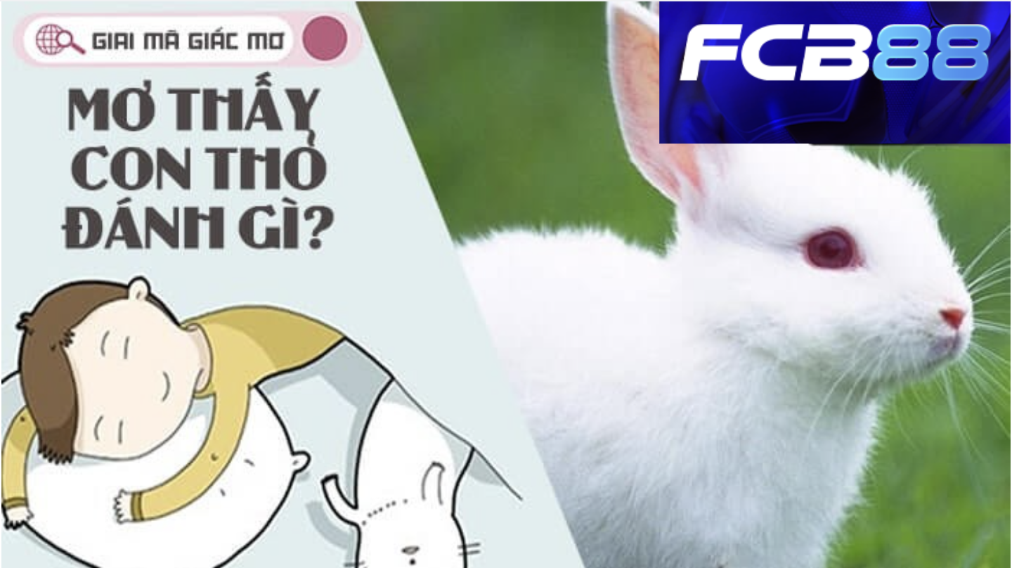 FCB88 gợi ý số đề khi mơ thấy thỏ
