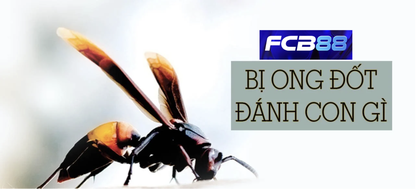 Số đề liên quan đến giấc mơ thấy ong đốt