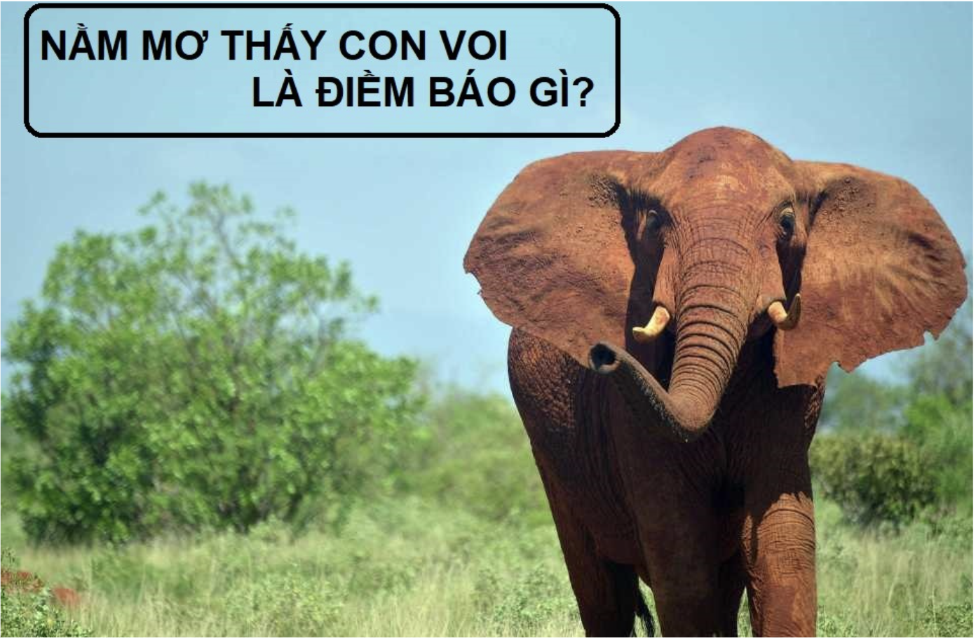 Cùng FCB88 giải mã giấc mộng thấy voi