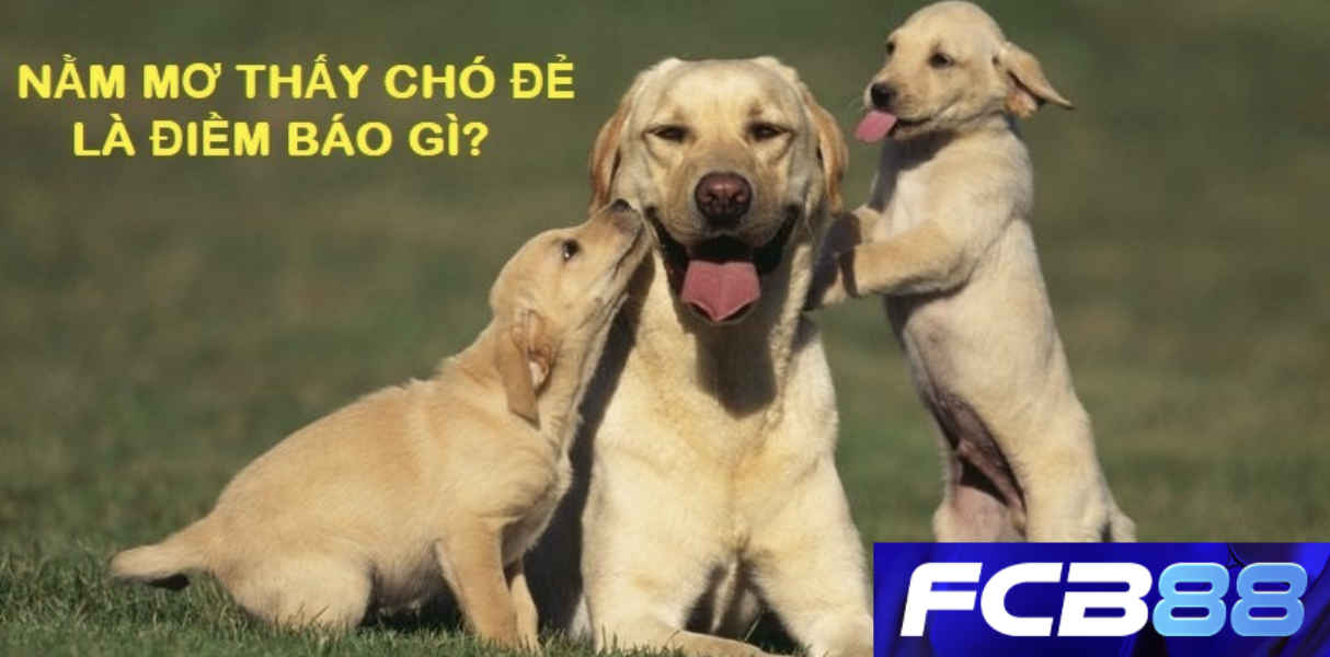 Mơ thấy chó đẻ là điềm báo gì? FCB88 giải mã chính xác