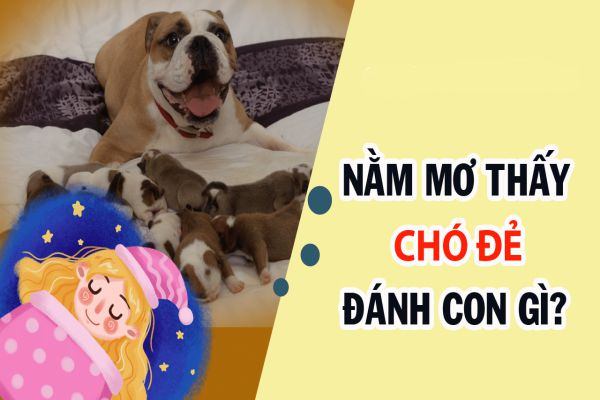 FCB88 gợi ý số đề liên quan mơ thấy chó đẻ