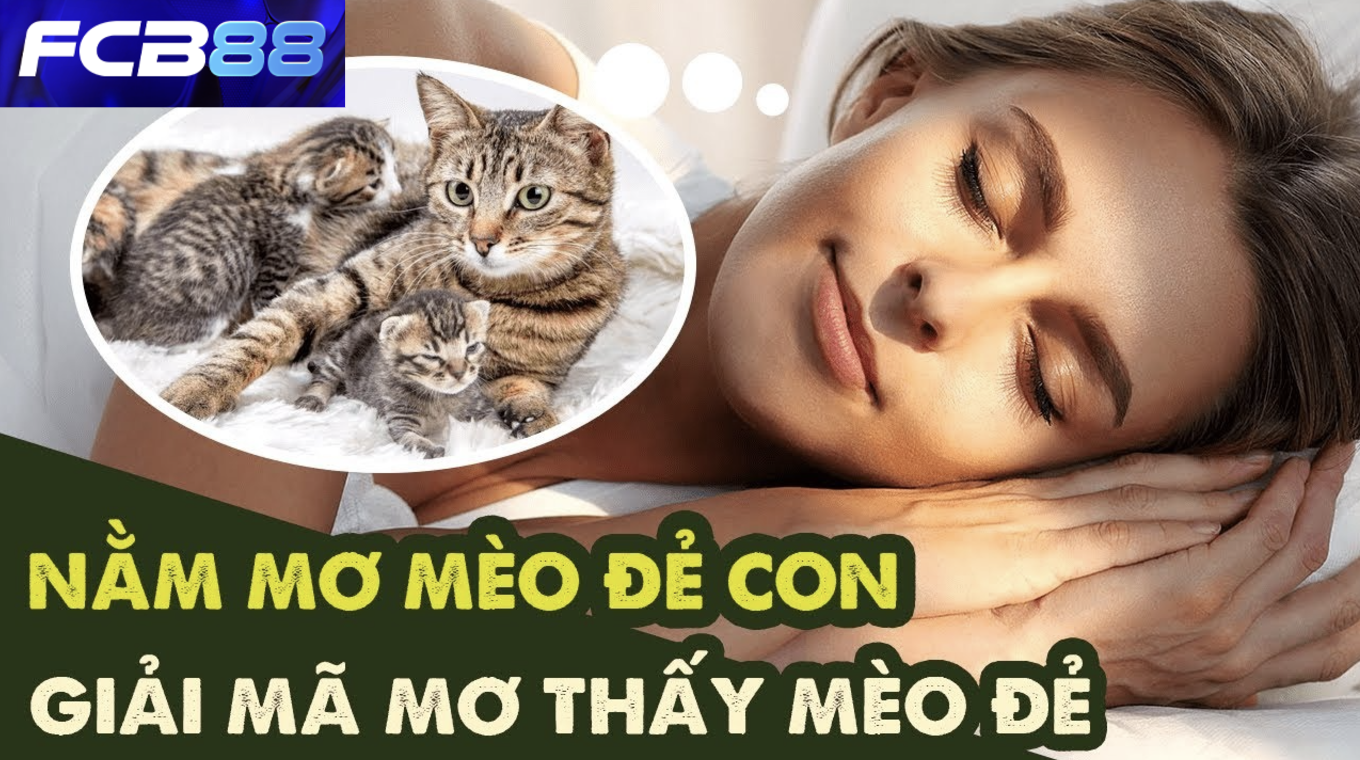 FCB88 giải mã giấc mơ thấy mèo đẻ