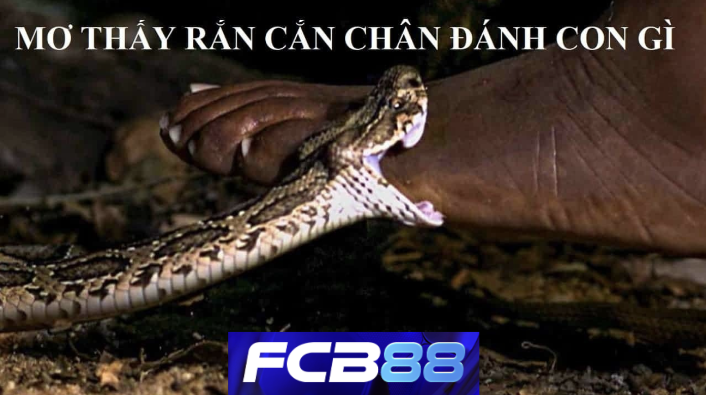 Mơ Thấy Rắn Cắn Chân - Điềm Báo Gì Và Con Số May Mắn Tại FCB88?