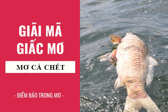 Mơ Thấy Cá Chết Là Điềm Gì? Khám Phá Con Số May Mắn Tại FCB88
