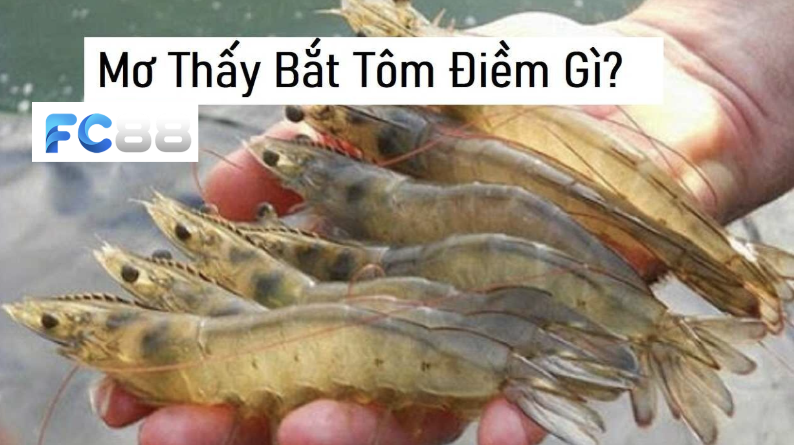 Mơ Thấy Bắt Tôm - FC88 Giải Mã Ý Nghĩa Và Số Đề May Mắn